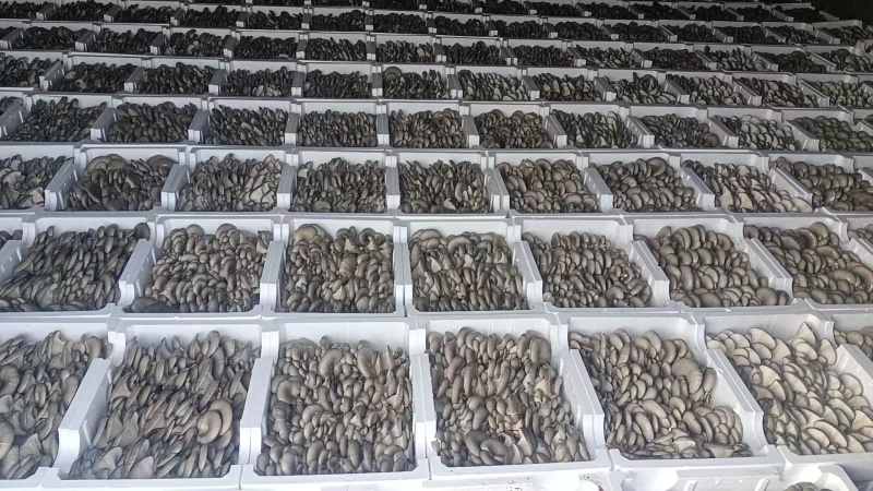 内蒙古白平菇产地直发自家种植视频看货实地看货挑货满意为止