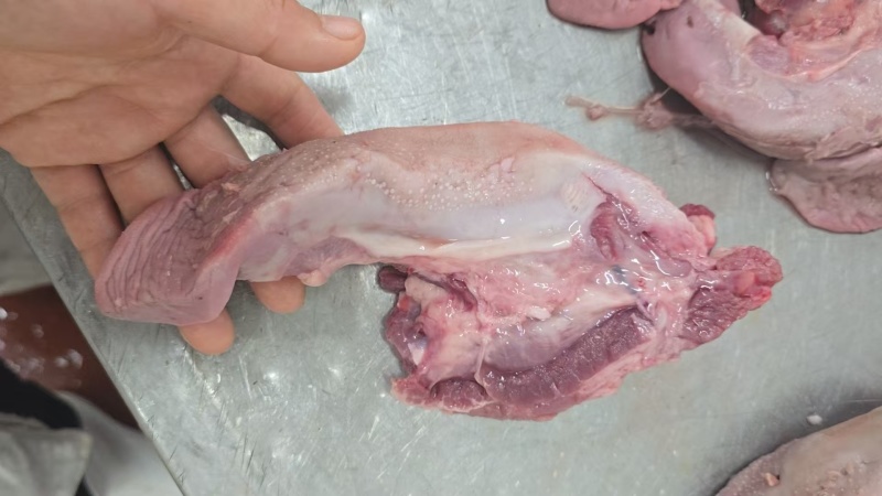 舌头（口条）
