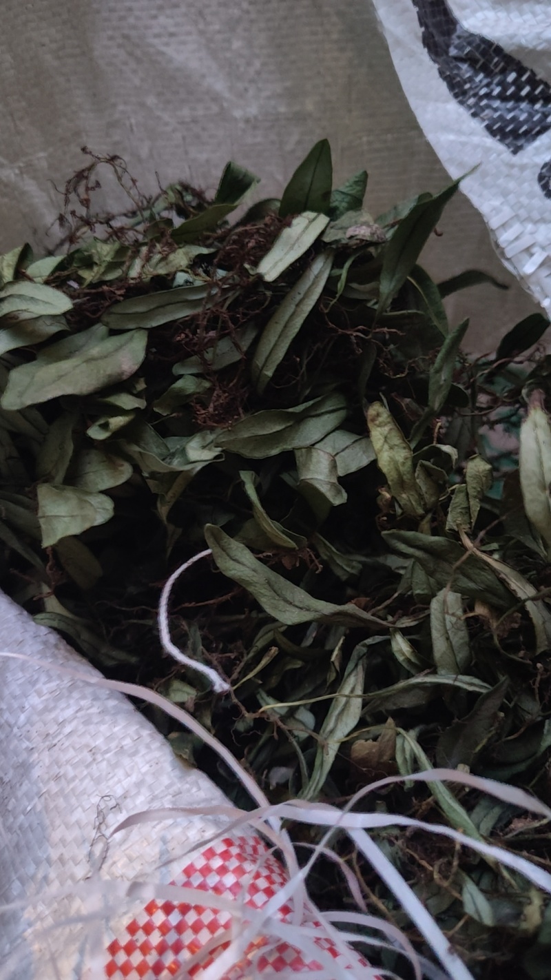 抱石莲