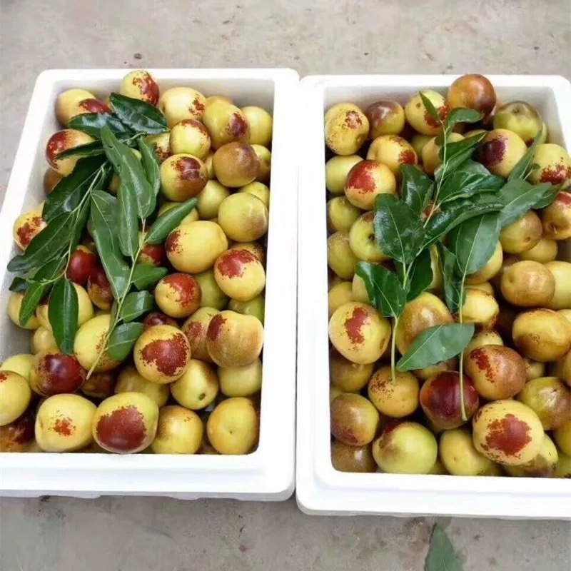 精品大荔鲜枣冬枣，新鲜上市，脆甜可口，可电商市场商超供应