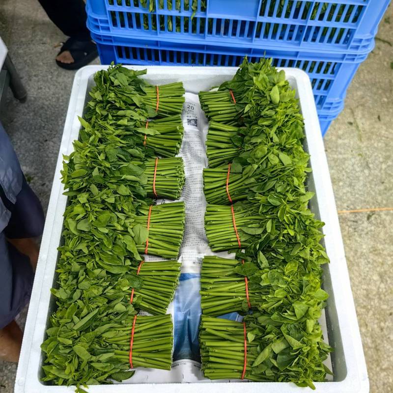 树仔菜