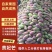 广西贵妃芒规矩齐度好耐运输果细色亮无黑点产地直销