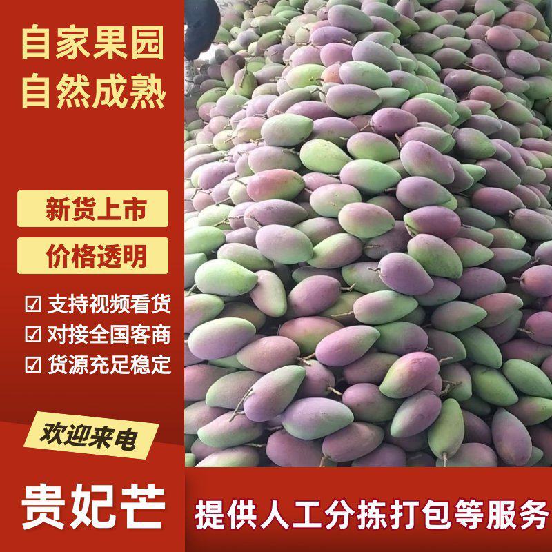 广西贵妃芒规矩齐度好耐运输果细色亮无黑点产地直销
