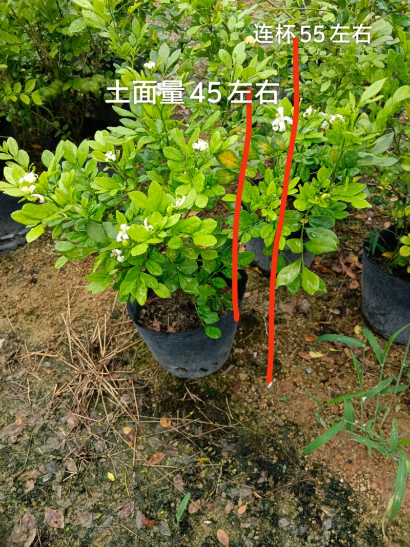 九里香/九里香棒棒糖型/9块/棵