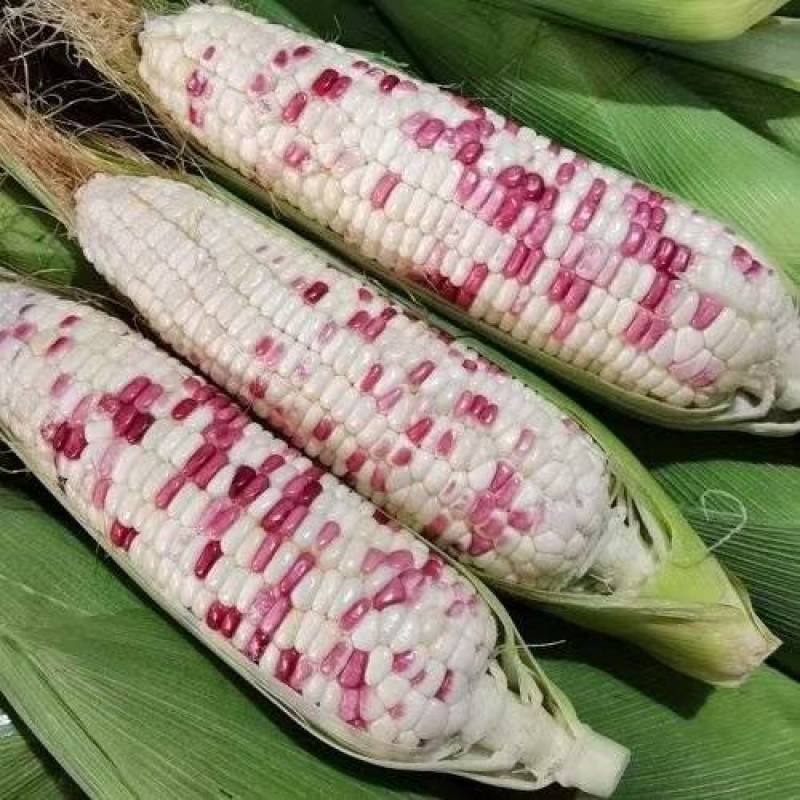 精品花玉米，甜玉米现已大量上市，需要老板联系我