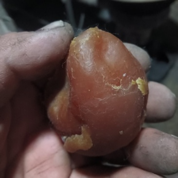 卖鸡宝