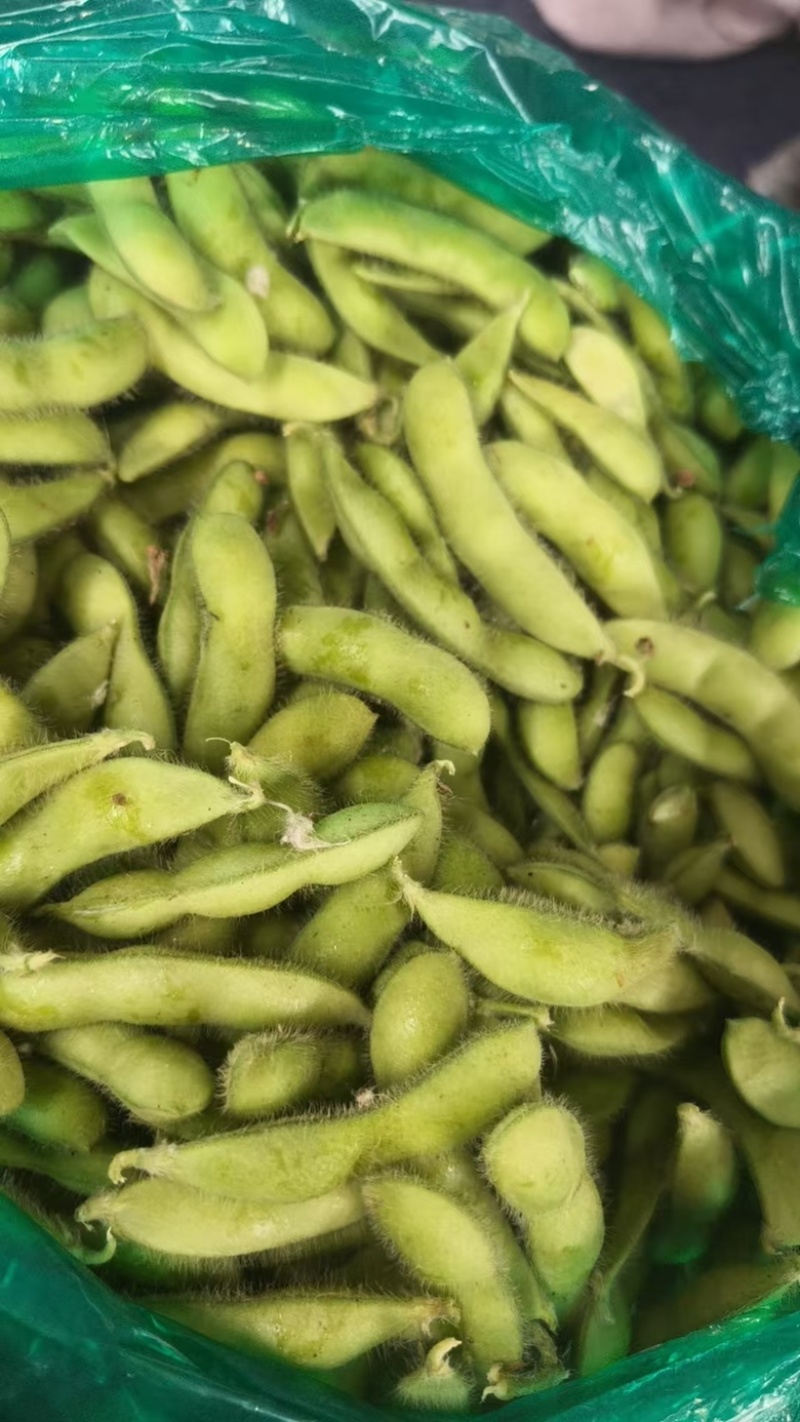 精品毛豆现摘现发品质好货源充足欢迎来电