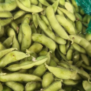 精品毛豆现摘现发品质好货源充足欢迎来电