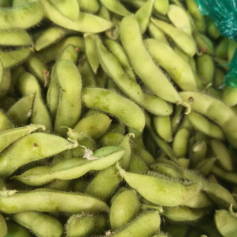 精品毛豆现摘现发品质好货源充足欢迎来电