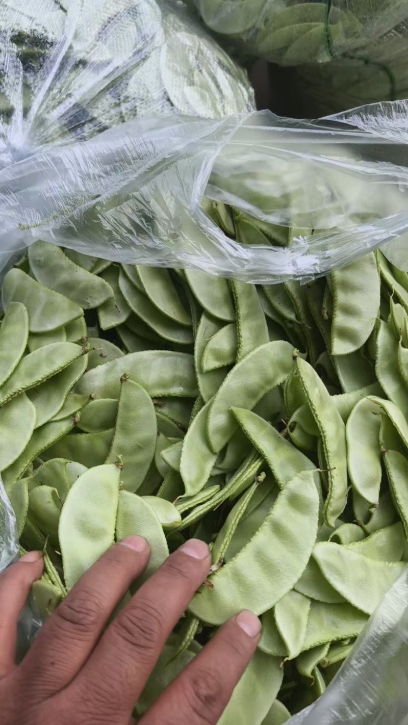 精品茶豆扁豆基地直发价格实惠对接各大商超电商工厂