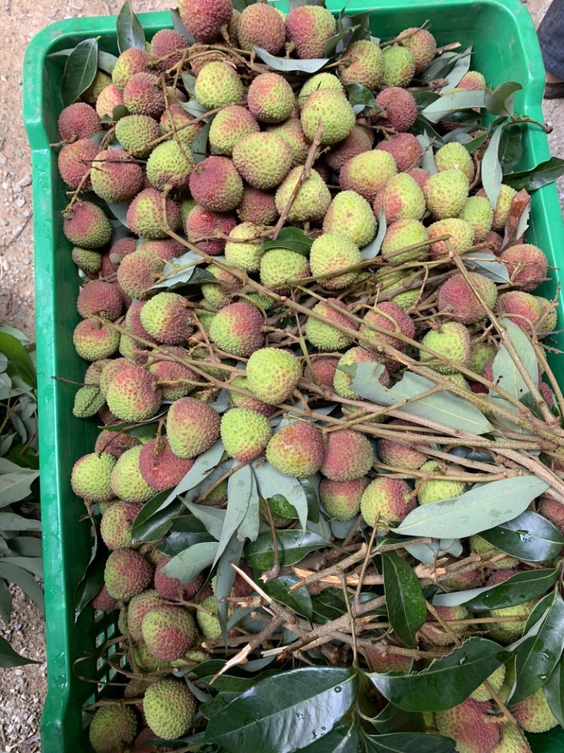 广西妃子笑之乡大量供应，欢迎各位大咖前来收购