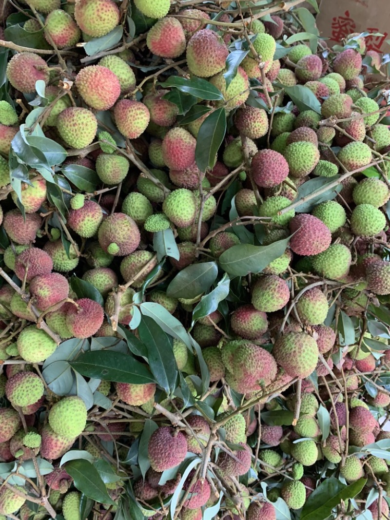 广西妃子笑，荔枝之乡大量供应价格美丽