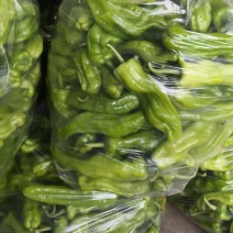 精品苏椒辣椒一手货源价格美丽诚信经营