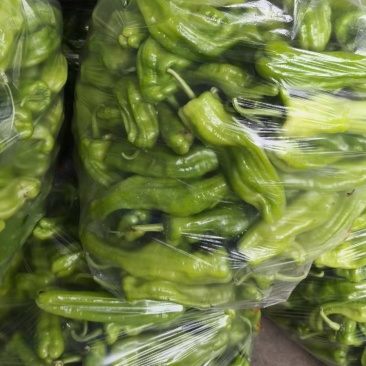 精品苏椒辣椒一手货源价格美丽诚信经营