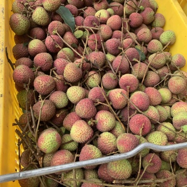 2026大量上市广西妃子笑