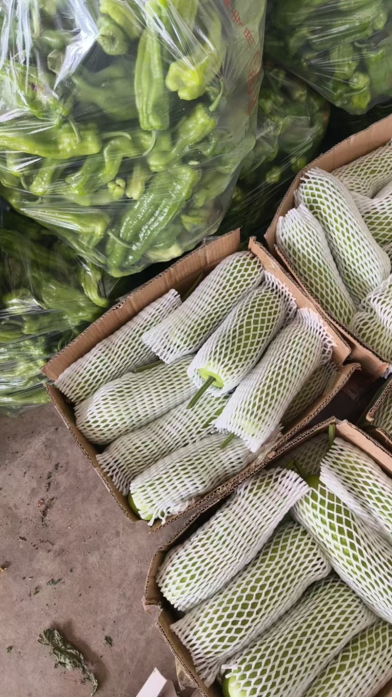 精品瓠瓜夜开花基地直发品质优良欢迎来电洽谈