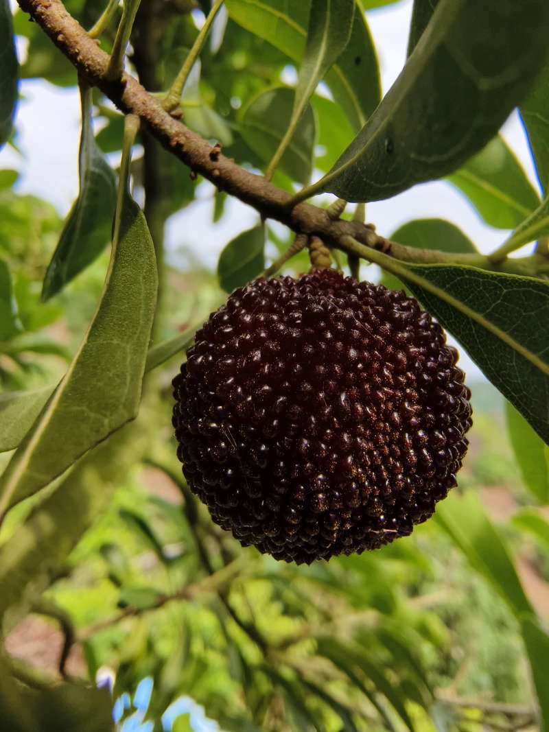 仙居杨梅荸荠小梅，产地直发，顺丰冷链现摘现发