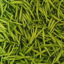 【实力商家】大量供应新鲜黄花菜现摘现发视频看货