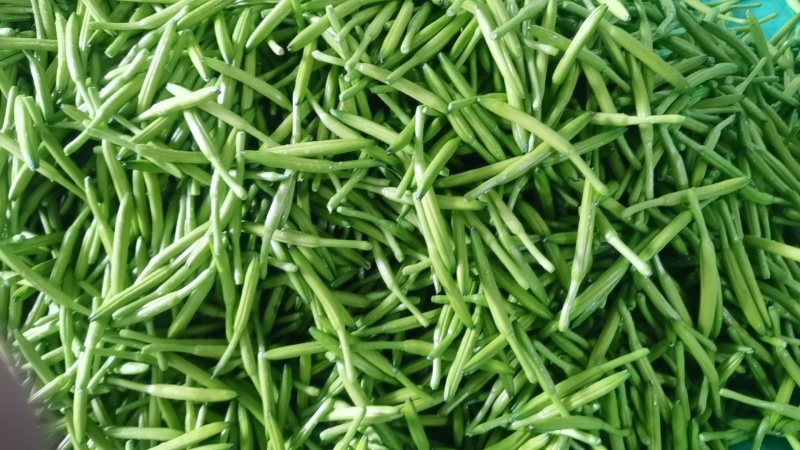 【实力商家】大量供应新鲜黄花菜现摘现发视频看货