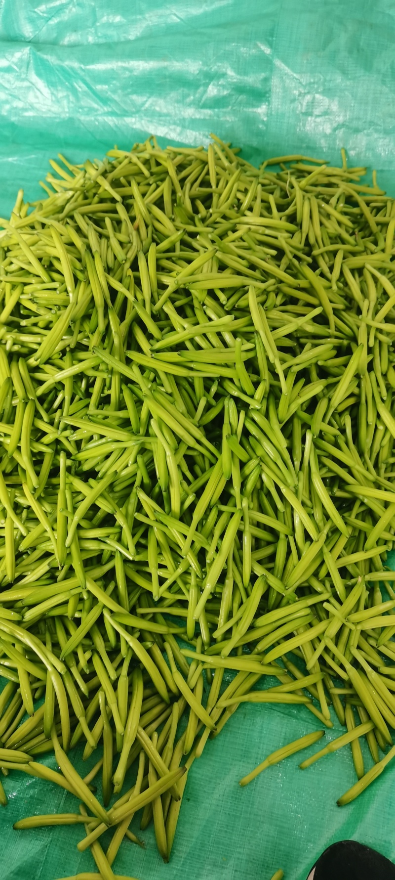【实力商家】大量供应新鲜黄花菜现摘现发视频看货