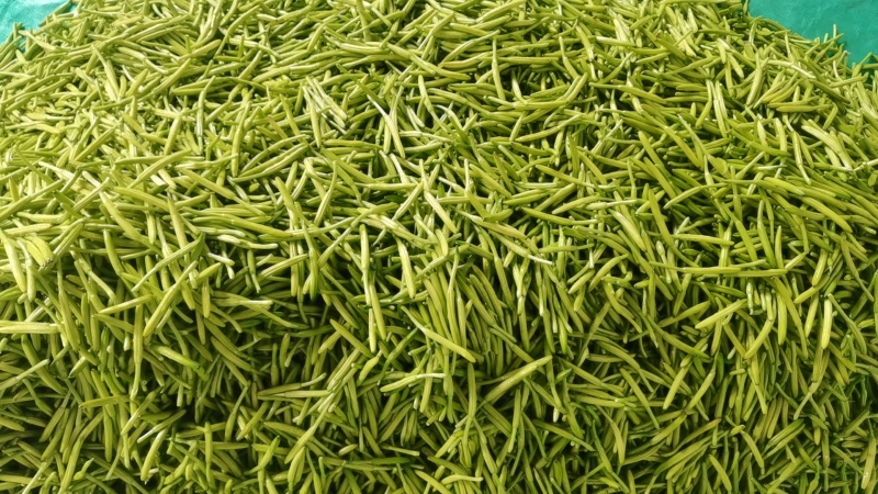 【实力商家】大量供应新鲜黄花菜现摘现发视频看货