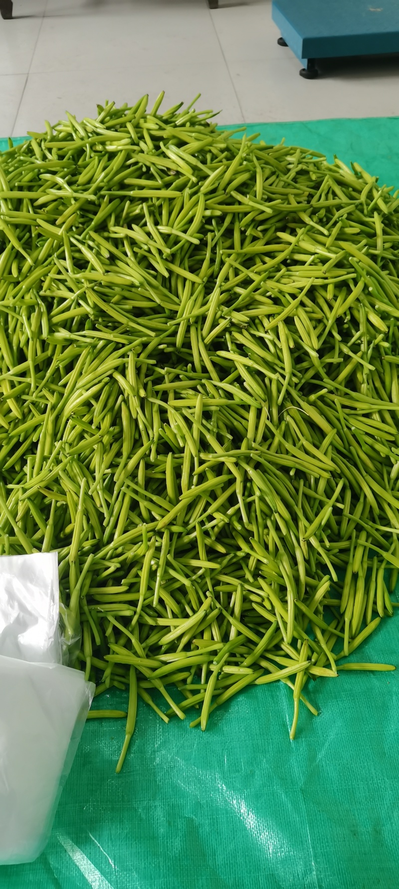 【实力商家】大量供应新鲜黄花菜现摘现发视频看货