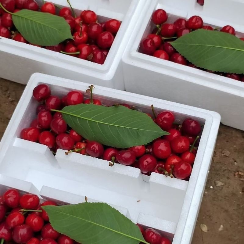 绥中精品沙蜜豆大樱桃，基地现摘，规格齐全货源充足欢迎来电