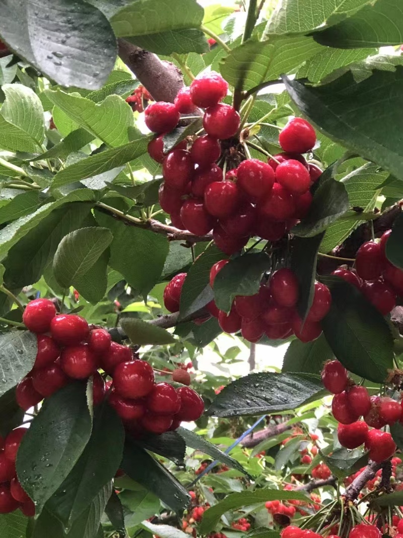 绥中精品沙蜜豆大樱桃，基地现摘，规格齐全货源充足欢迎来电