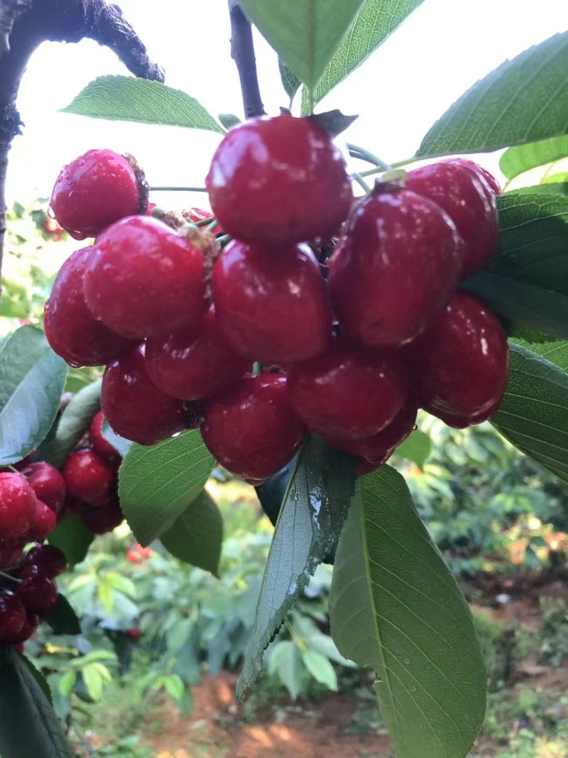 绥中精品沙蜜豆大樱桃，基地现摘，规格齐全货源充足欢迎来电