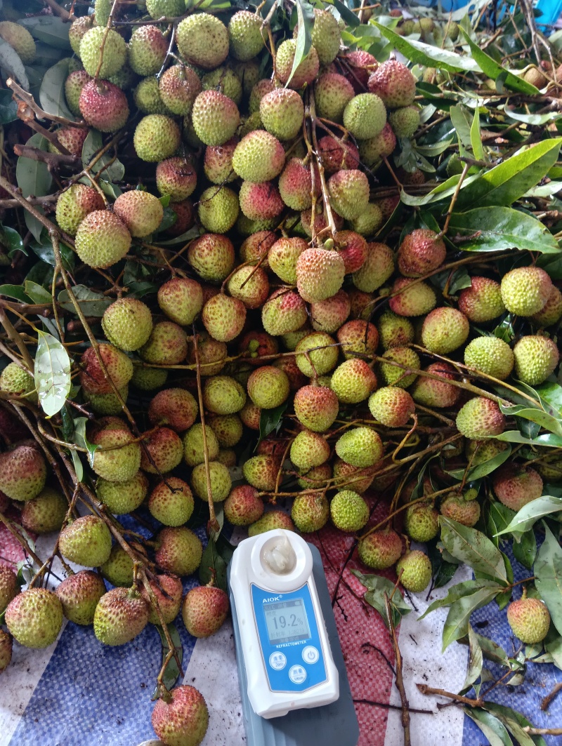 妃子笑荔枝