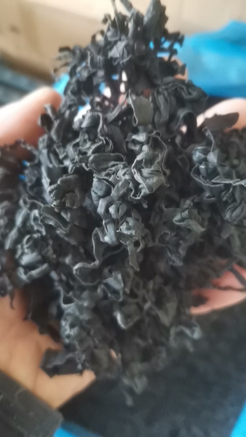 电商款裙带菜，螺旋藻裙带菜展会地摊电商淡L级M级