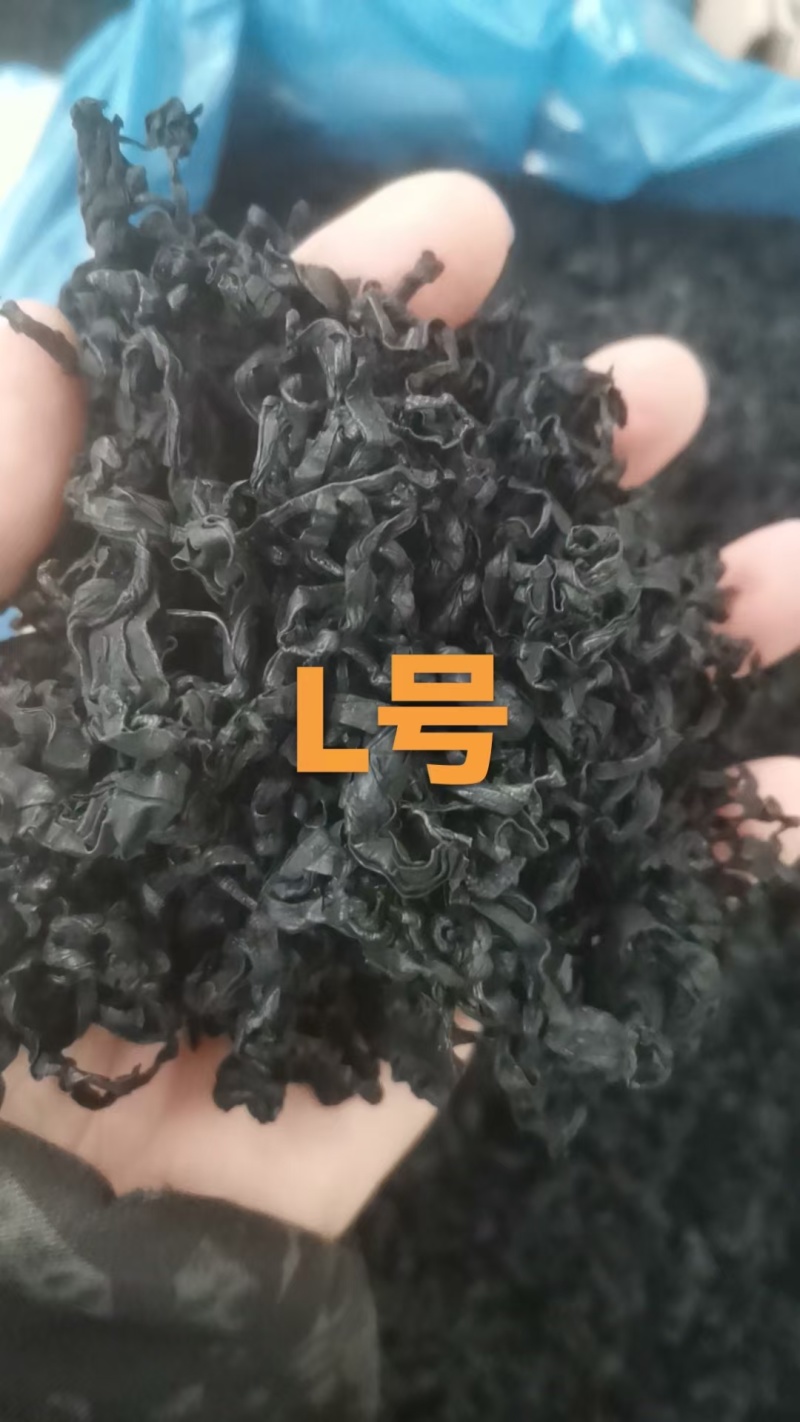 电商款裙带菜，螺旋藻裙带菜展会地摊电商淡L级M级