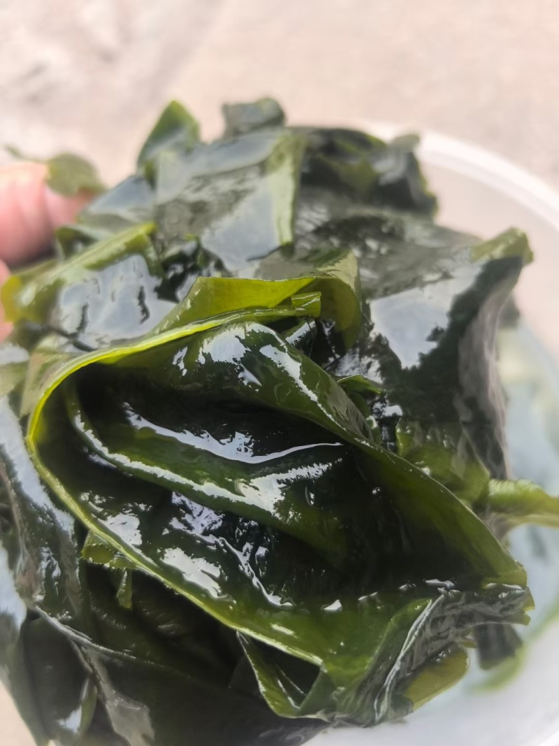 电商款裙带菜，螺旋藻裙带菜展会地摊电商淡L级M级