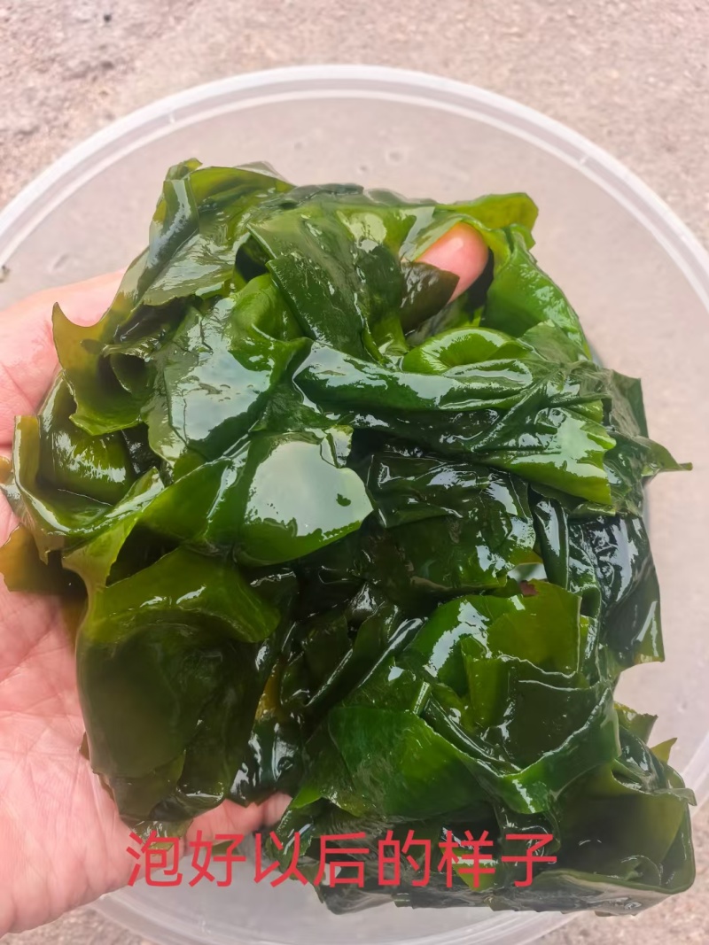 电商款裙带菜，螺旋藻裙带菜展会地摊电商淡L级M级