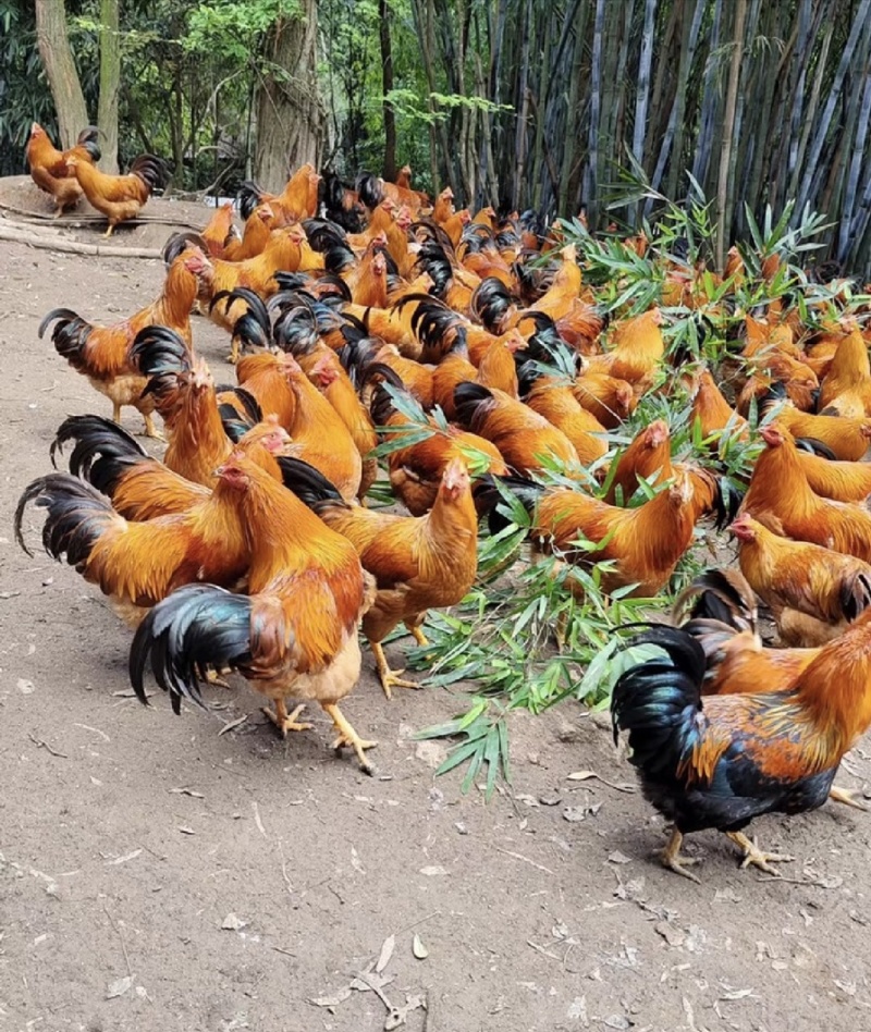 文昌阉鸡