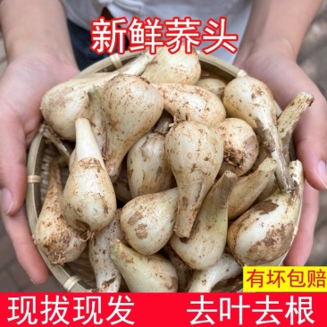 现挖重庆新鲜藠头电商一件
