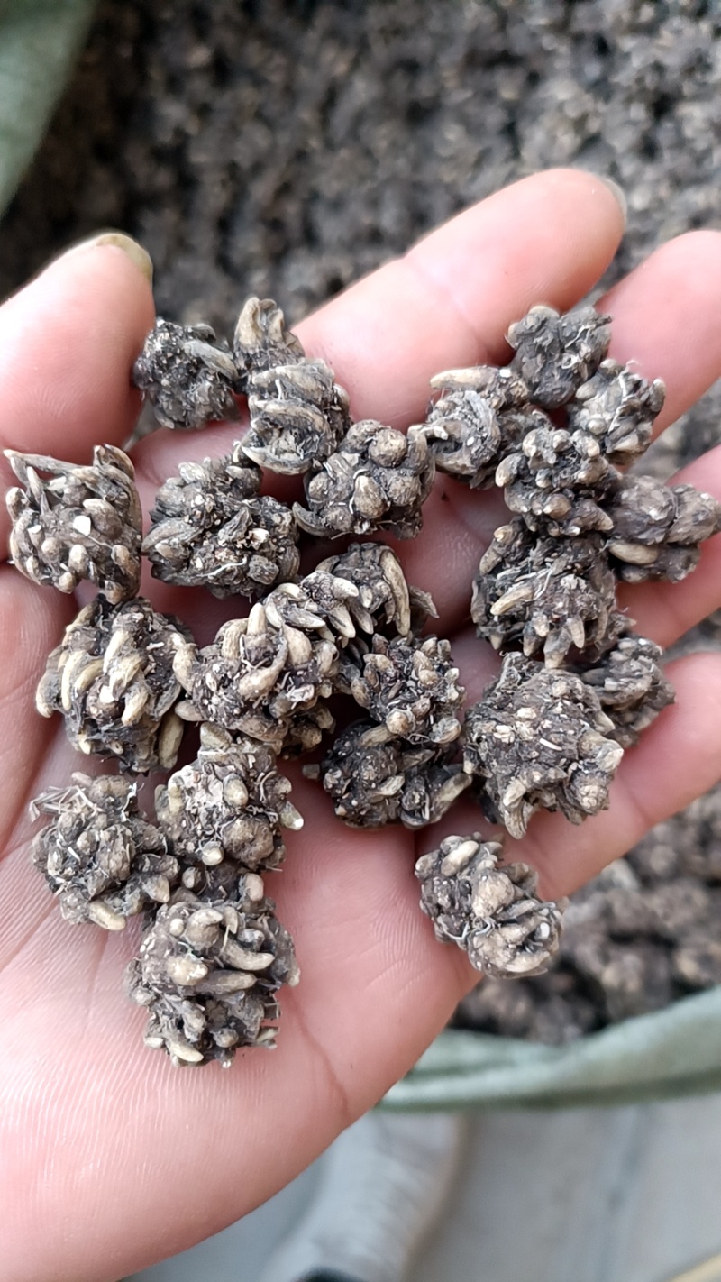 野生猫爪草，黄皮尖爪