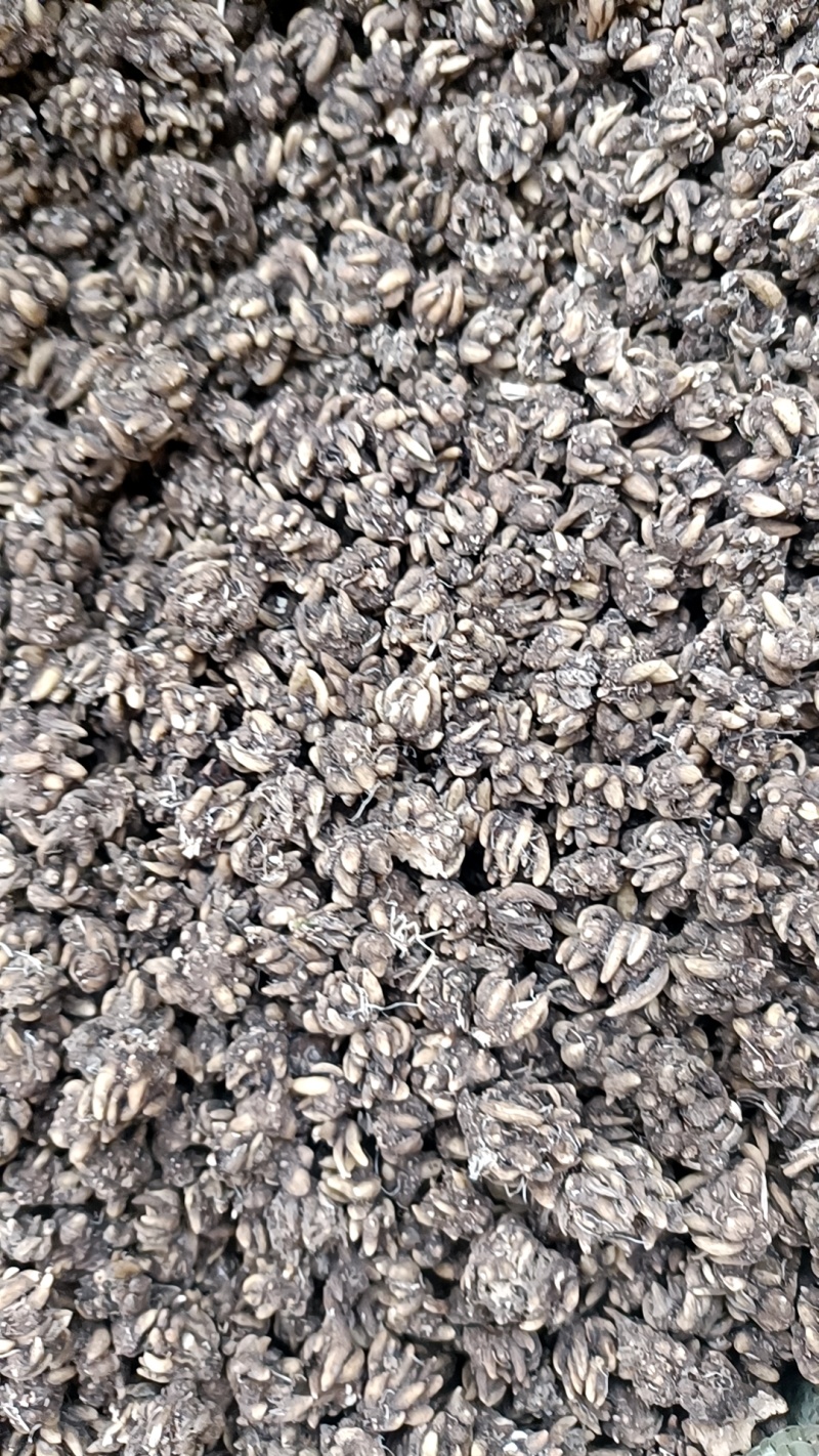 野生猫爪草，黄皮尖爪