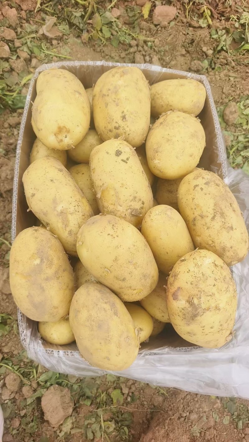 精品土豆，沃土5号，常磊8号，刘平一号，产地直供