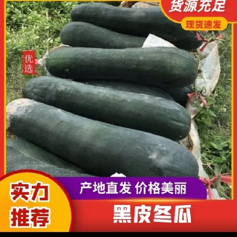铁皮冬瓜