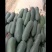 铁皮冬瓜