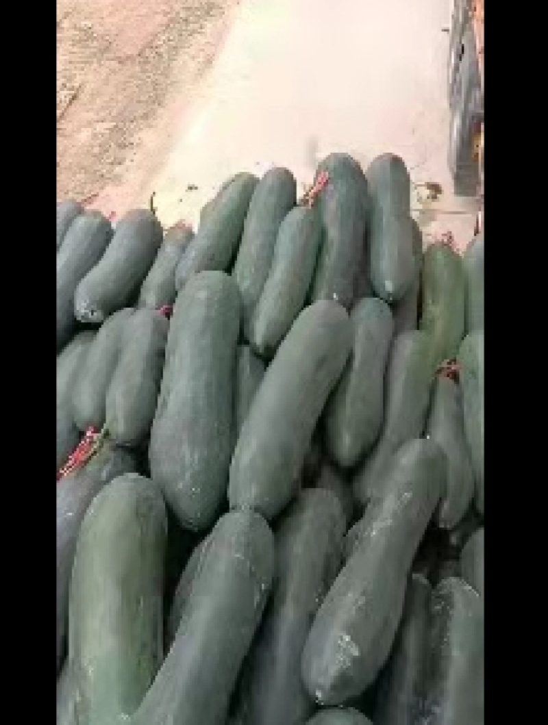 铁皮冬瓜