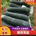 铁皮冬瓜