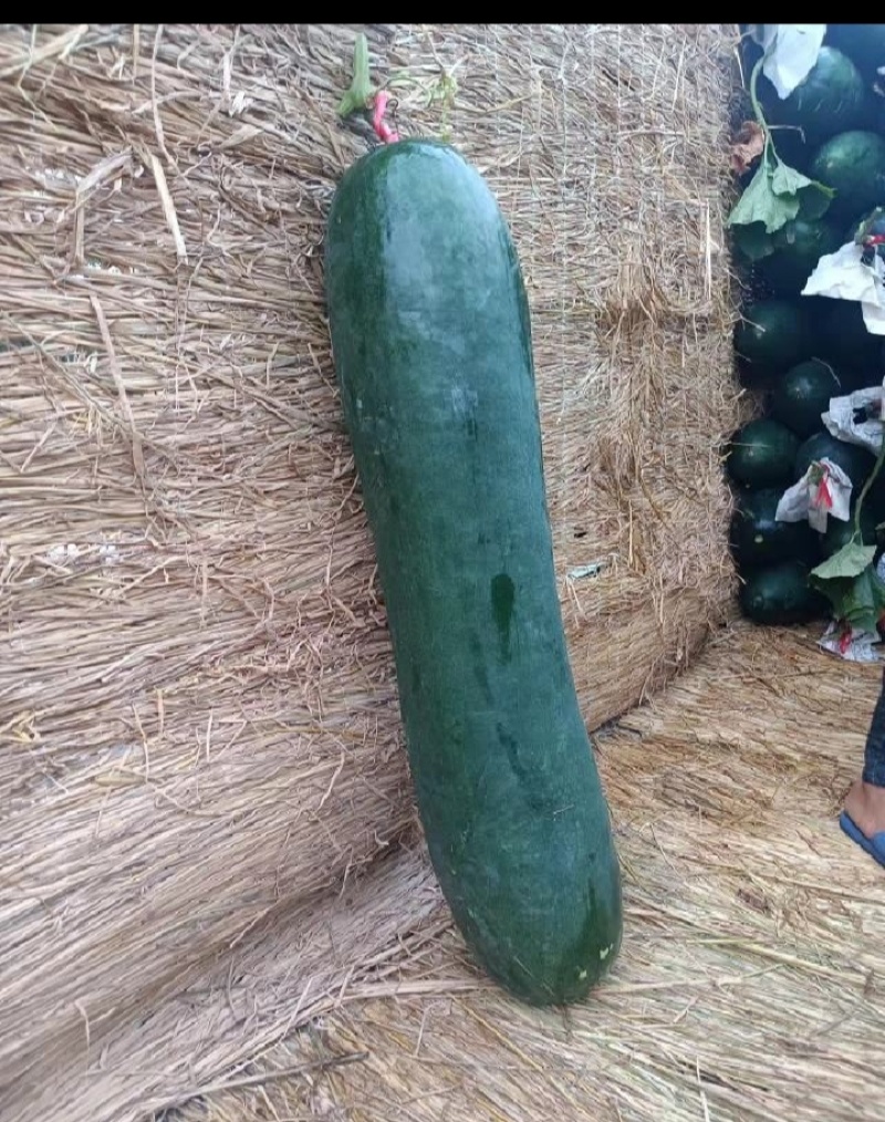 铁皮冬瓜