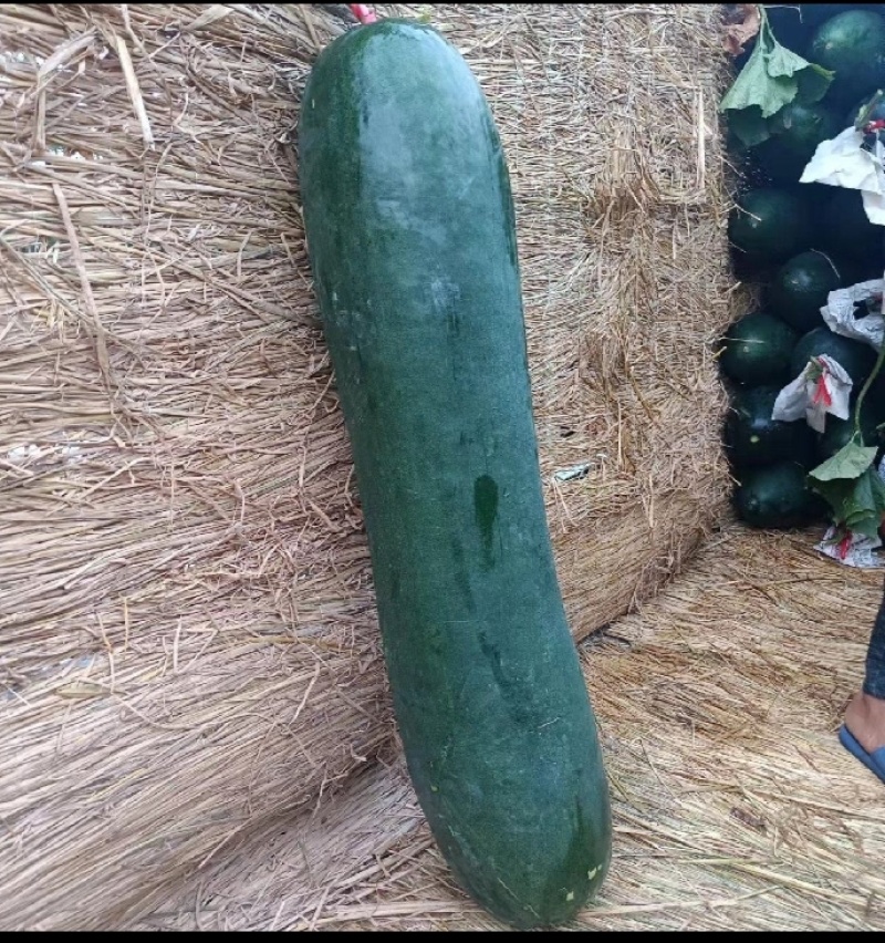 铁皮冬瓜