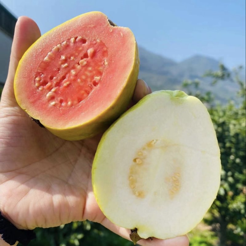 广东番石榴红心芭乐珍珠白芭乐一件果场直发量大优惠