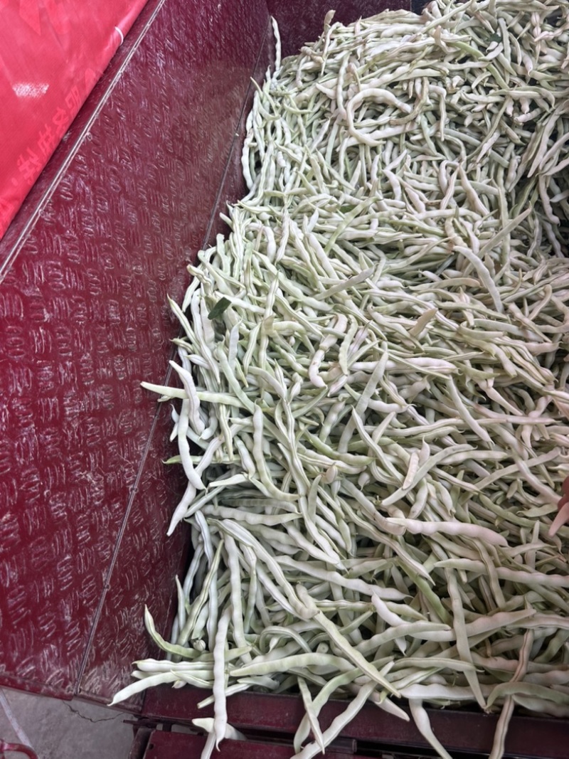 河南白芸豆（白不老）大量上市优质推荐量大从优可对接商超市场