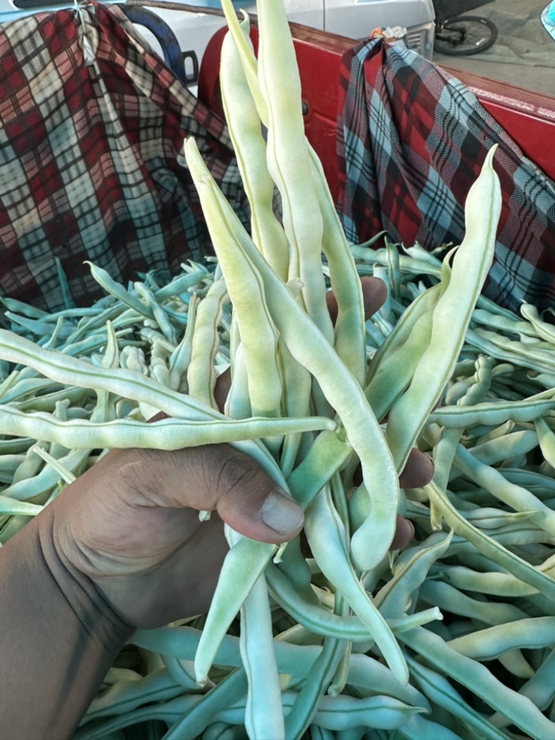 河南白芸豆（白不老）大量上市优质推荐量大从优可对接商超市场