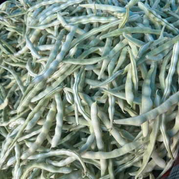 河南白芸豆（白不老）大量上市优质推荐量大从优可对接商超市场