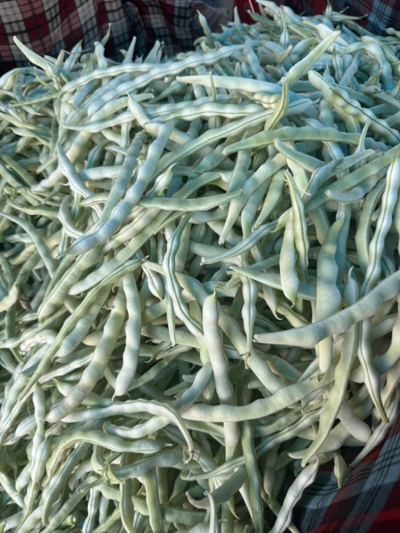 河南白芸豆（白不老）大量上市优质推荐量大从优可对接商超市场
